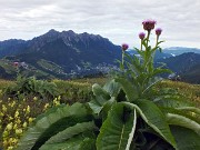 10 Cardo con vista in Alben